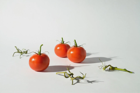/images/portfolios/things/tomatoes.webp
