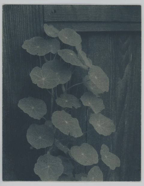 /images/posts/toning-cyanotypes/nasturtium.webp